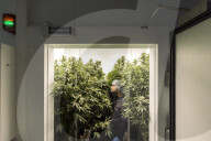 Inside one of the first licensed medical cannabis labs in Britain.