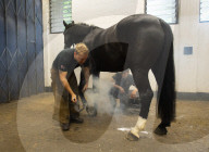 Behind the scenes with the Household Cavalry mounted regiment at Hyde Park Barracks, London