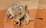FEATURE - Folgsame junge Erdmännchen posieren neben den Älteren