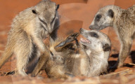 FEATURE - Folgsame junge Erdmännchen posieren neben den Älteren