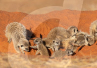 FEATURE - Folgsame junge Erdmännchen posieren neben den Älteren