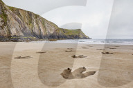 FEATURE - Riesige Tyrannosaurus-Rex-Fussabdrücke an einem Strand in Wales für eine neue Doku-Serie