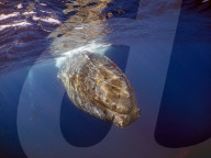 FEATURE - Rettung eines in einem Netz gefangenen Buckelwals auf Mallorca
