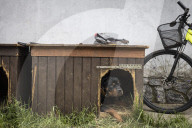 We had too much to do to be scared: the couple who fled Irpin with 19 dogs