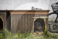 We had too much to do to be scared: the couple who fled Irpin with 19 dogs