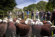 Eskdale tup fair for breeders of the distinctive Cumbrian sheep.