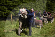 Eskdale tup fair for breeders of the distinctive Cumbrian sheep.
