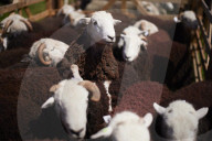 Eskdale tup fair for breeders of the distinctive Cumbrian sheep.