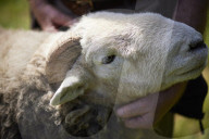 Eskdale tup fair for breeders of the distinctive Cumbrian sheep.