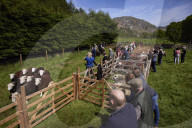 Eskdale tup fair for breeders of the distinctive Cumbrian sheep.