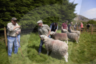 Eskdale tup fair for breeders of the distinctive Cumbrian sheep.
