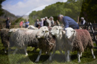 Eskdale tup fair for breeders of the distinctive Cumbrian sheep.