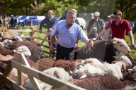 Eskdale tup fair for breeders of the distinctive Cumbrian sheep.