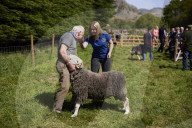 Eskdale tup fair for breeders of the distinctive Cumbrian sheep.