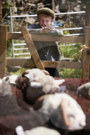 Eskdale tup fair for breeders of the distinctive Cumbrian sheep.