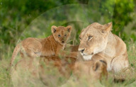 FEATURE -  Schmusekatzen: Eine Löwenmutter mit ihren Babys im kenianischen Masai Mara Reservat