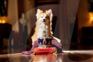 ROYALS - Die Ausstellung der Kronjuwelen und Krönchen von Castle Howard erhält das Corgi-Gütesiegel 