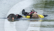 ‘You feel so light’: swimming dogs help emergency workers deal with trauma.