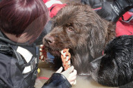 ‘You feel so light’: swimming dogs help emergency workers deal with trauma.