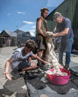 FEATURE - Alpakas in Wales werden für den Sommer geschoren