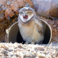 FEATURE - Ausgeschlafen? Kaninchenkäuze verlassen ihre Nisthöhlen in Scottsdale
