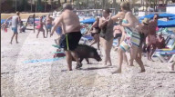 FEATURE - Eine Frau wird beim Sonnenbaden am Strand an der Costa Blanca von einem Wildschwein angegriffen
