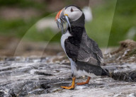 FEATURE - Da sind sie wieder: Papageientaucher kehren auf Farne Island zurück