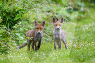 FEATURE -  Fuchsjungen spielen in einer Kleingartenanlage im Süden Londons