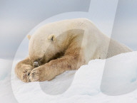FEATURE - Ein Eisbär vergräbt seinen Kopf in den Händen, während er um Vergebung zu beten scheint