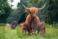 FEATURE - Vielbeinig: Eine Highland Kuh tränkt ihre Kälber