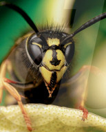 FEATURE - Schau mir in die Augen, Kleiner: Spektakuläre Makro-Aufnahmen von Insekten