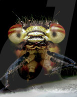 FEATURE - Schau mir in die Augen, Kleiner: Spektakuläre Makro-Aufnahmen von Insekten