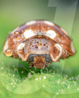 FEATURE - Schau mir in die Augen, Kleiner: Spektakuläre Makro-Aufnahmen von Insekten