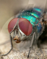 FEATURE - Schau mir in die Augen, Kleiner: Spektakuläre Makro-Aufnahmen von Insekten