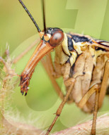 FEATURE - Schau mir in die Augen, Kleiner: Spektakuläre Makro-Aufnahmen von Insekten