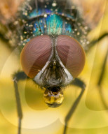 FEATURE - Schau mir in die Augen, Kleiner: Spektakuläre Makro-Aufnahmen von Insekten