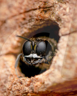 FEATURE - Schau mir in die Augen, Kleiner: Spektakuläre Makro-Aufnahmen von Insekten