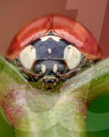 FEATURE - Schau mir in die Augen, Kleiner: Spektakuläre Makro-Aufnahmen von Insekten