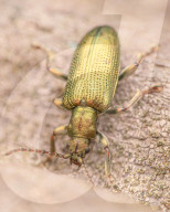 FEATURE - Schau mir in die Augen, Kleiner: Spektakuläre Makro-Aufnahmen von Insekten