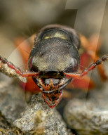FEATURE - Schau mir in die Augen, Kleiner: Spektakuläre Makro-Aufnahmen von Insekten