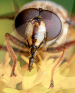 FEATURE - Schau mir in die Augen, Kleiner: Spektakuläre Makro-Aufnahmen von Insekten