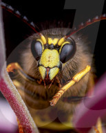FEATURE - Schau mir in die Augen, Kleiner: Spektakuläre Makro-Aufnahmen von Insekten