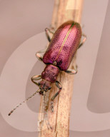 FEATURE - Schau mir in die Augen, Kleiner: Spektakuläre Makro-Aufnahmen von Insekten