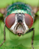 FEATURE - Schau mir in die Augen, Kleiner: Spektakuläre Makro-Aufnahmen von Insekten