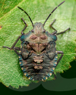 FEATURE - Schau mir in die Augen, Kleiner: Spektakuläre Makro-Aufnahmen von Insekten