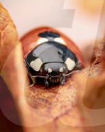 FEATURE - Schau mir in die Augen, Kleiner: Spektakuläre Makro-Aufnahmen von Insekten