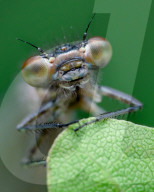 FEATURE - Schau mir in die Augen, Kleiner: Spektakuläre Makro-Aufnahmen von Insekten