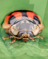 FEATURE - Schau mir in die Augen, Kleiner: Spektakuläre Makro-Aufnahmen von Insekten