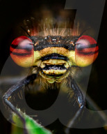 FEATURE - Schau mir in die Augen, Kleiner: Spektakuläre Makro-Aufnahmen von Insekten