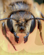 FEATURE - Schau mir in die Augen, Kleiner: Spektakuläre Makro-Aufnahmen von Insekten